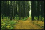 יער הדרכים