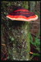 Mushroom on a tree trunk