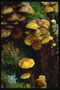 Mushrooms and moss parasites on a tree trunk