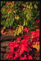 Красные листья винограда и ветви с  огненными ягодами