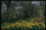 הראשון פעילות באביב. צהוב שטיח פרחים