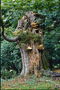 Fantasy Nature. Trunk of the tree
