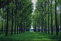 Park zone. Rows of trees