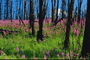 Pink flower plantations
