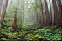 Şube yosun ve taş ormandaki