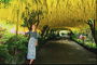 Tunnel gele bloemen bomen