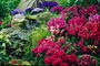 Bloemenpark. Variëteit van kleuren en vormen