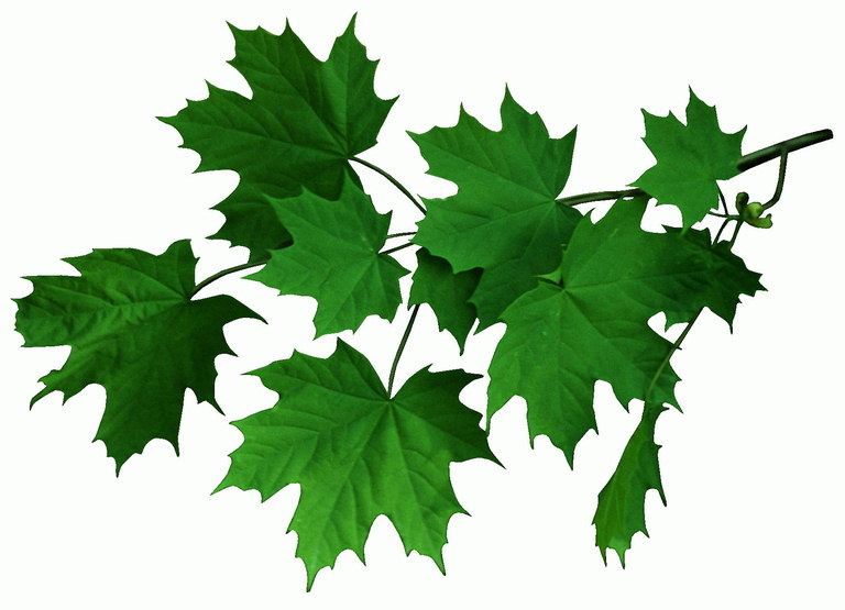 Il ramo dei giovani foglie verdi di acero