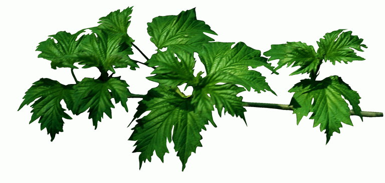 Mørkegrønne blade med nødhjælp nervate