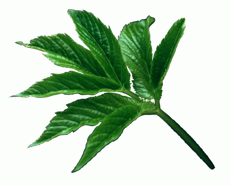 글로시 녹색 잎