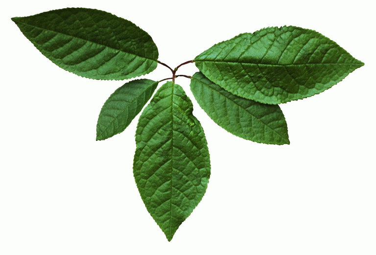Dark green oval leaves