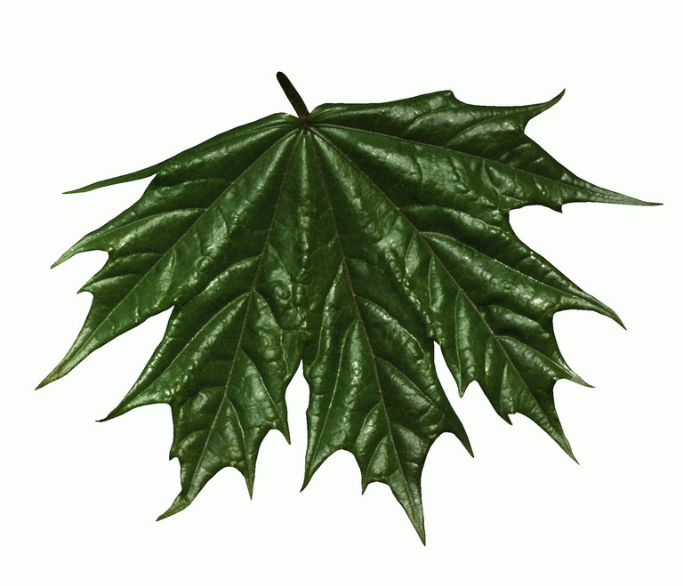 Темно-зеленый листок клена