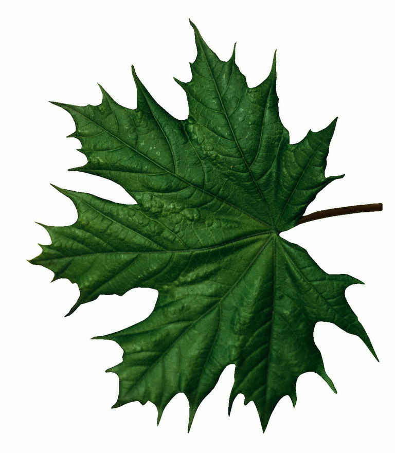 Maple Leaf sa maliwanag guhitan