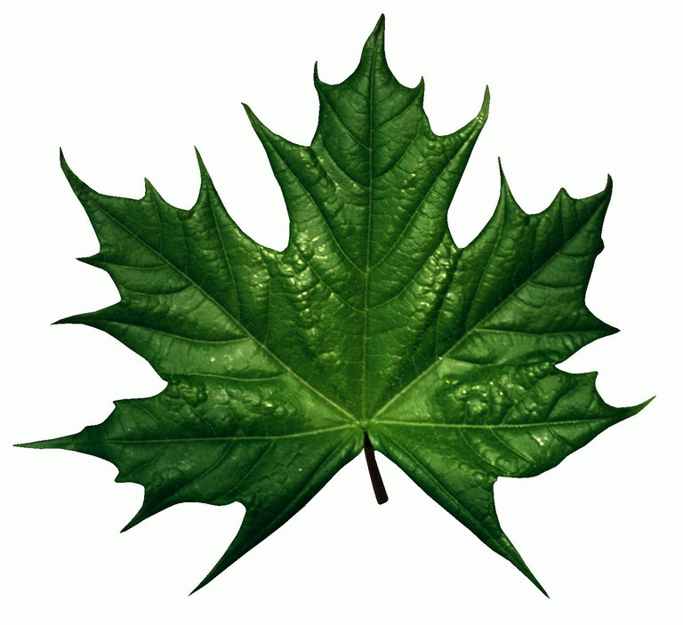 A brilliant maple leaf