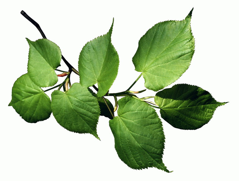 Ветка липовых листьев, светло-зеленого цвета