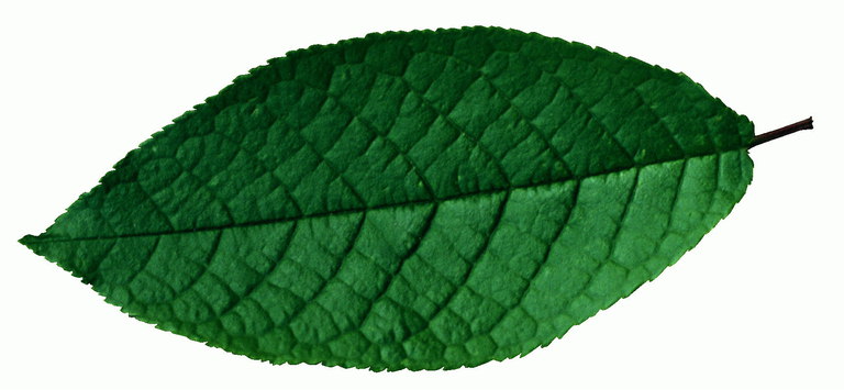 Тъмно зелено листо