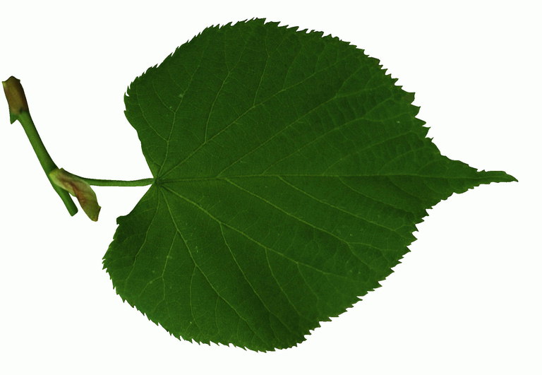 Темно-зеленый лист липы