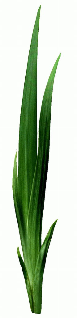 Listy gladioluses