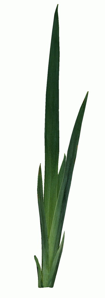 Μπους gladioluses