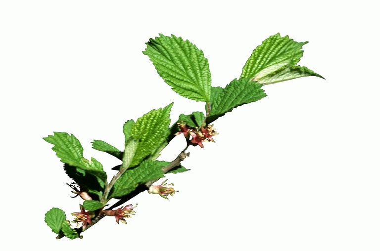 Raspberry leaf filiaal lilled