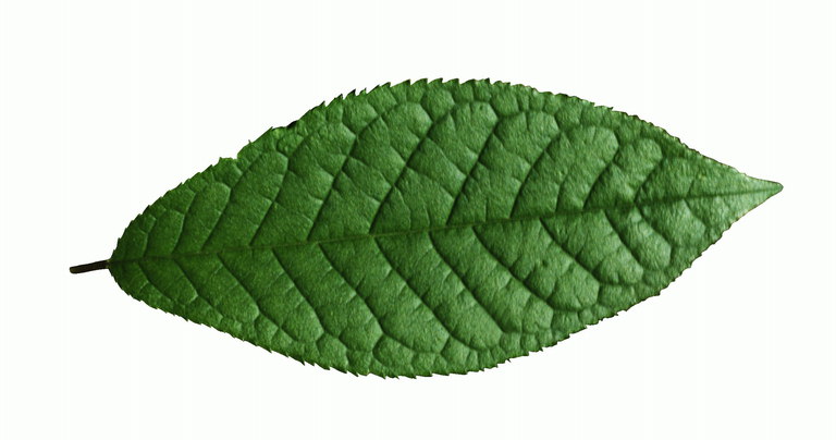 Продолговатый лист овальной формы