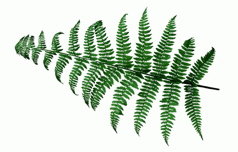 A fern with a long thin sheets