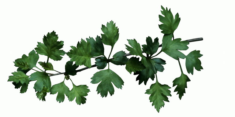 Den gren med blade mørke-grønne nuancer