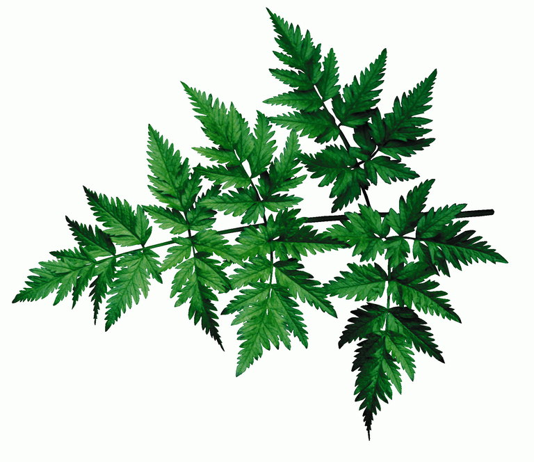 Pobočky ferns s dlhými ostrými listy