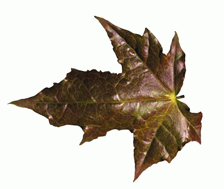 Кленовый листок бурого тона