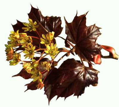Maple blad med blommor