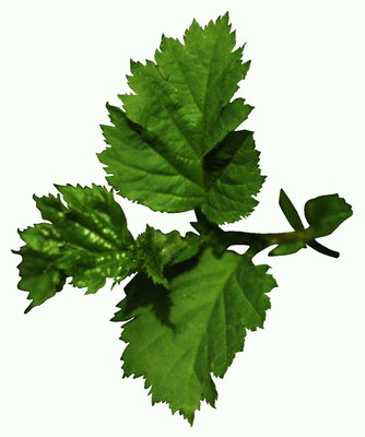Branch leaf ribiz