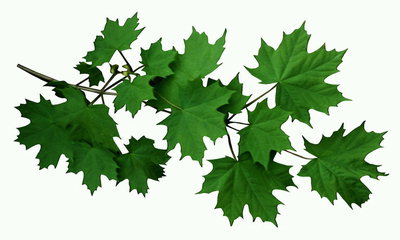 Small maple leaves