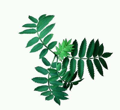 La rama hojas de color verde oscuro