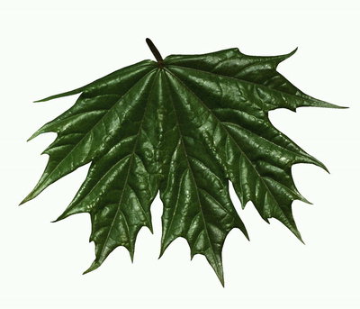 Тъмно зелен кленов лист