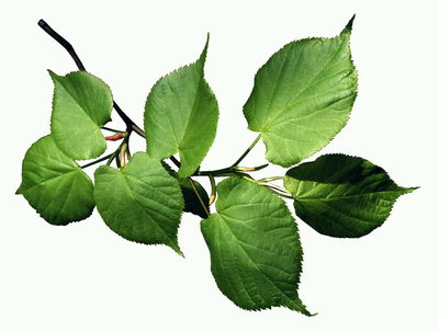 Il ramo di foglie di tiglio, la luce verde