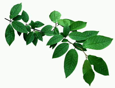 Branchen mit langen Blättern und grünen Adern
