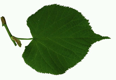 Ħadra skura leaf Linden