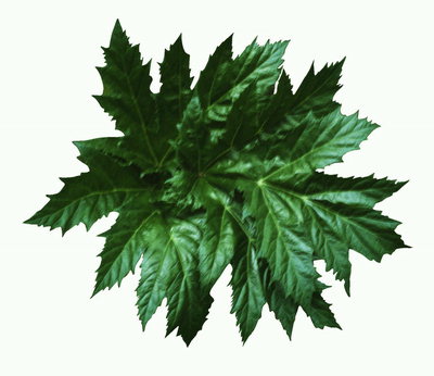 Komposisi gelap-hijau daun maple