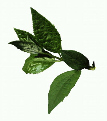 Filiali con lunghe foglie verdi tonalità da bordeaux ombra
