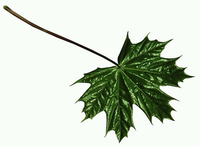 Maple Leaf mit Wachs Glanz