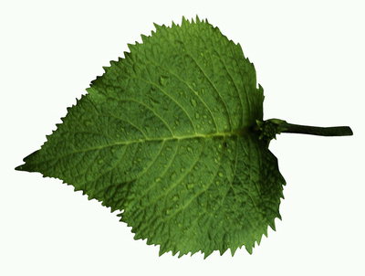 Birch leaf gota no orvalho