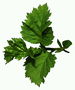 Branch leaf currant