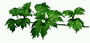 Temno zeleno listje z olajšavo nervate