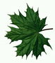 Maple Leaf pronunciado con rayas