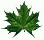 En lysande Maple leaf