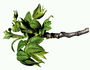 La branche d\'un lustre en bronze et les jeunes feuilles