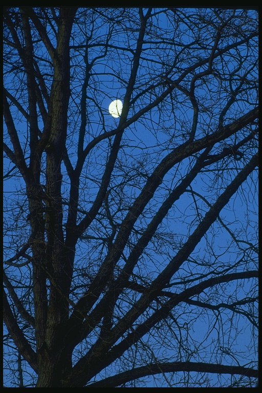 Luna entre las ramas