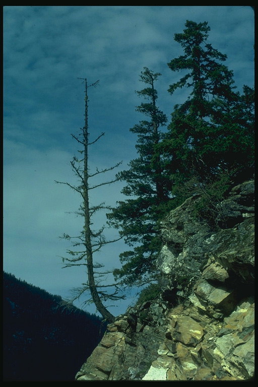 Spruce kaya ve eğik