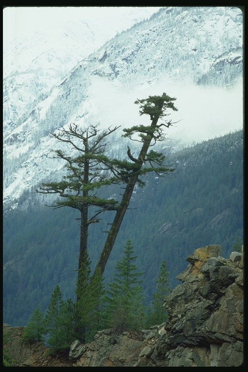 Horské vrcholy se sněhem. Pine stromy a stromy na svahu