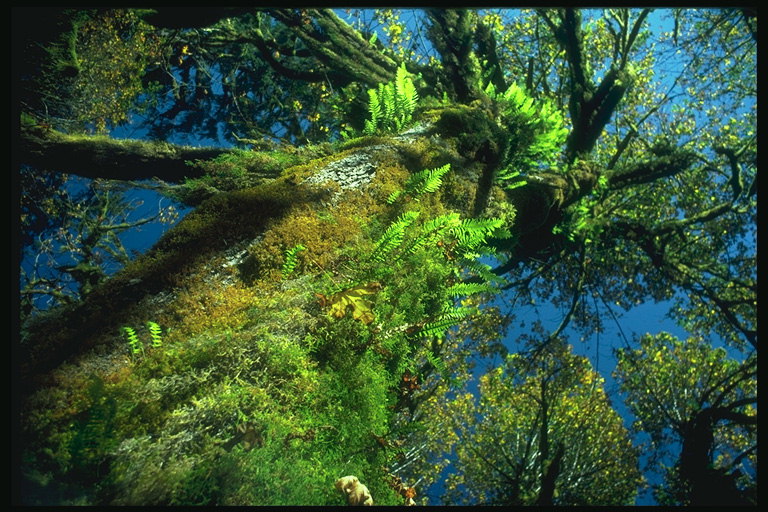 Vegetasi di batang pohon: moss, fern
